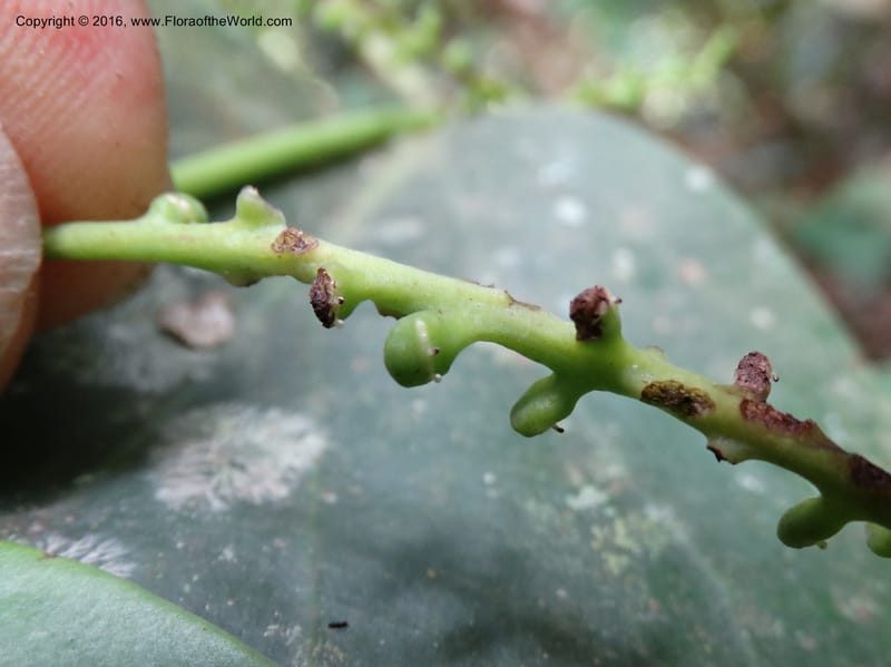 Piper, Davidson, C 12675--Sabah. Danum Valley. 4 Oct 2014. DSC01741 (225).JPG