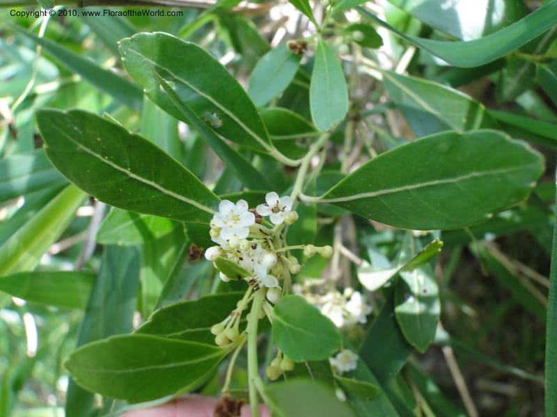 Ilex glabra, Mori, S 27396, USA, North Carolina, Johnson Co., Hwy 50, 3 km SE of Benson, 21 May 2010 (9).JPG