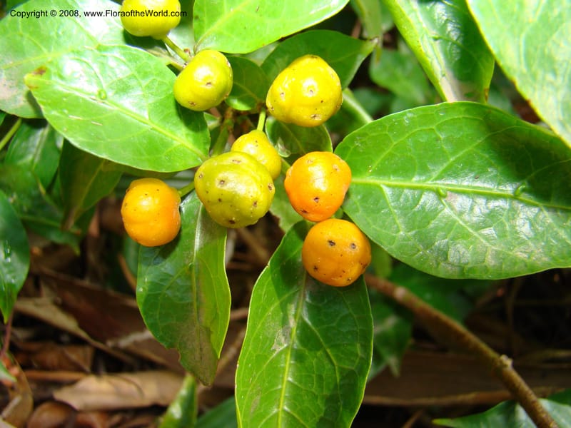 Morinda jasminoides--Australia. Royal Botanic Garden, Melbourne. 19-20 Mch 08. 027.jpg