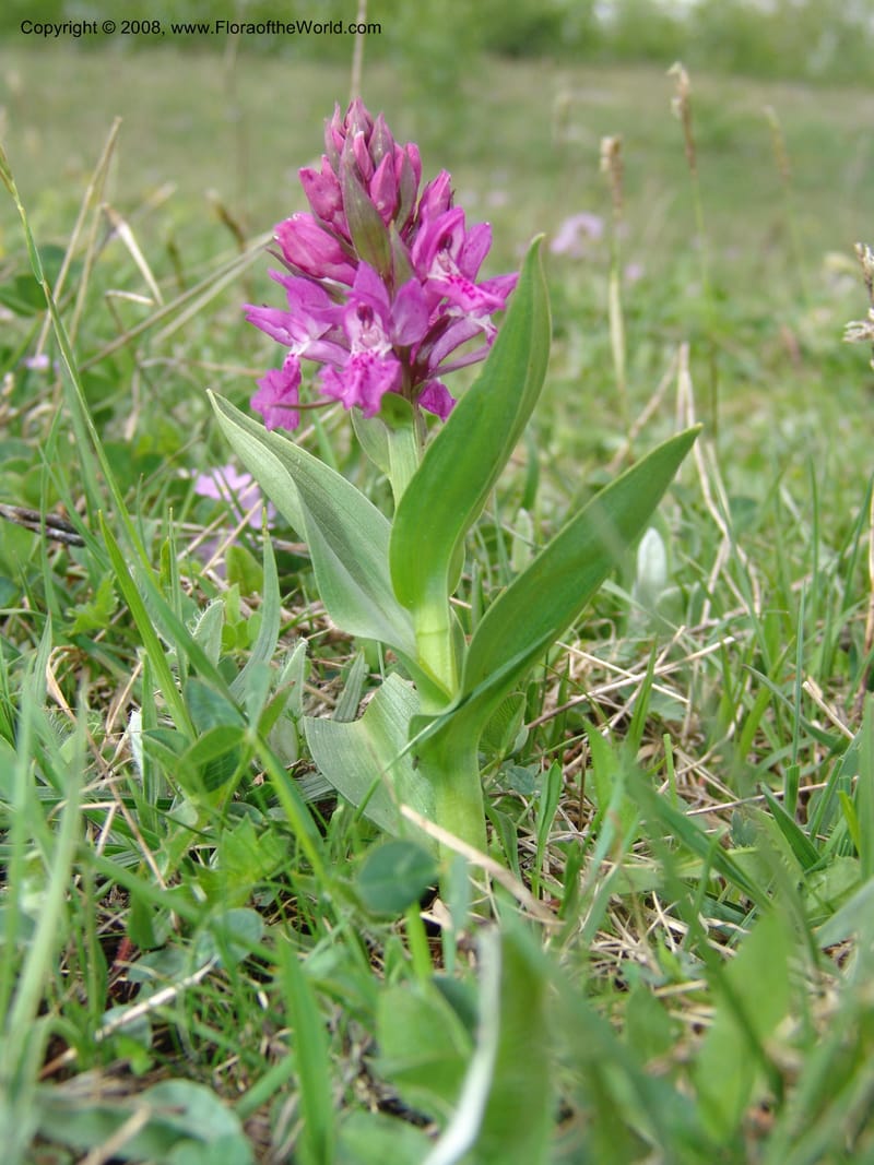 Dactylorhiza urvilleana--Georgia. Kazbeki . Trail-road to Sameba Church. 2 Jun 05. 532.jpg