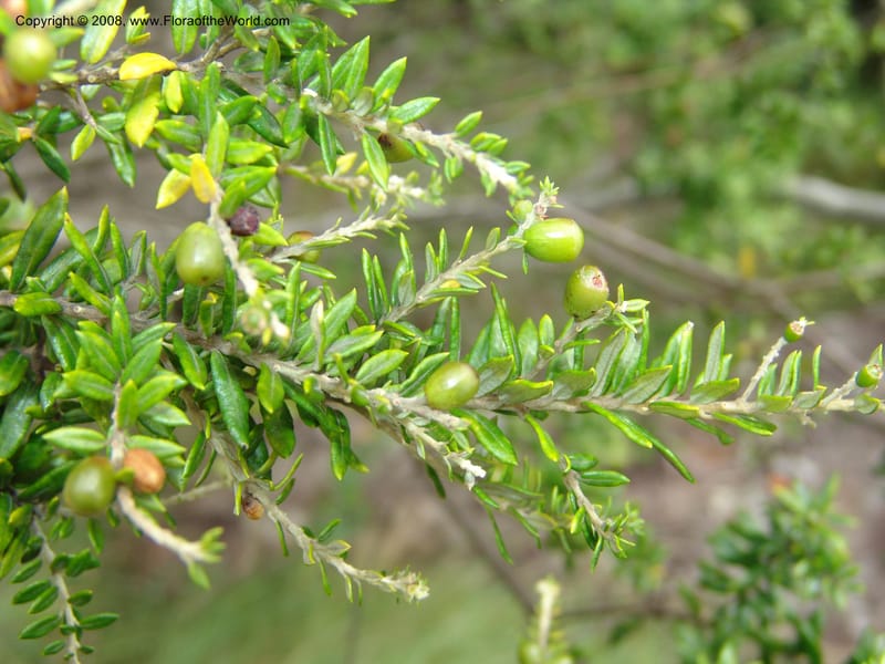 Phylica paniculata--So.Africa. E. Cape. Umtamvuna Nat. Res. 11 Mch 05. 356.jpg