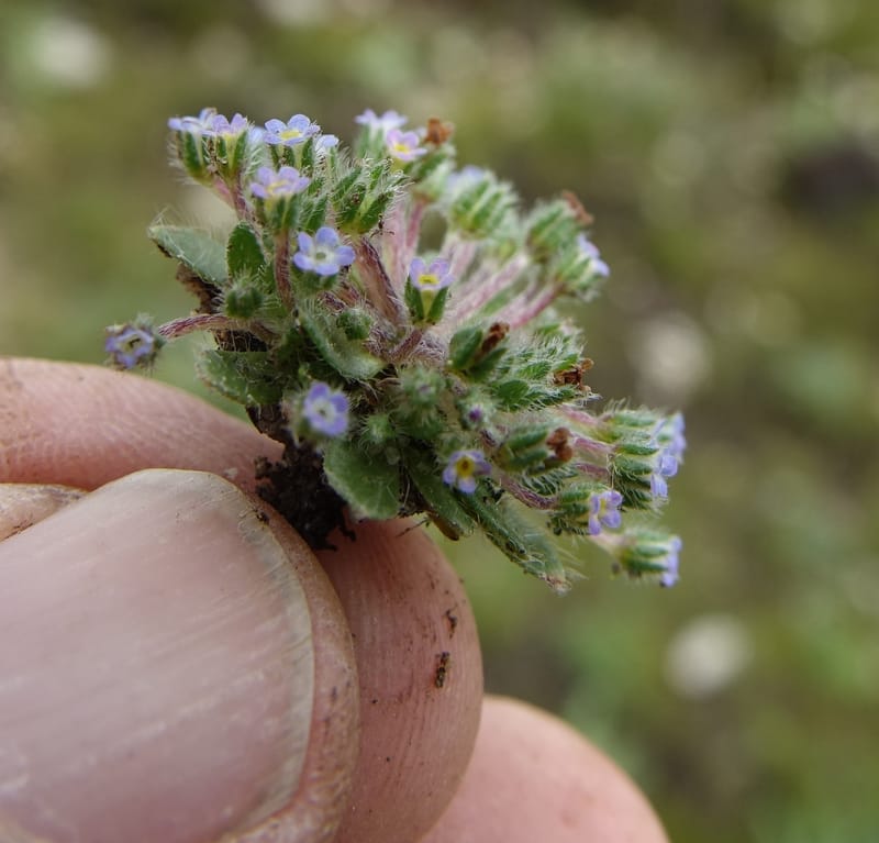 Microcaryum pygmaeum, D. Boufford 44021--China. Sichuan. Daocheng Xian. 14 Aug 2017. DSC05676 (278).JPG