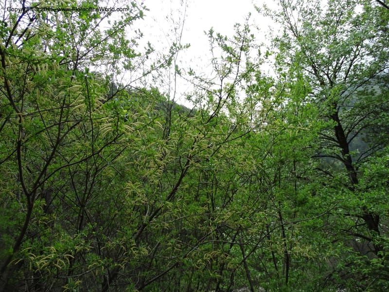 Salix, Boufford, D 43734--China. Sichuan. XinZhaZi Gou. 14 May 2014. DSC06426 (126).JPG
