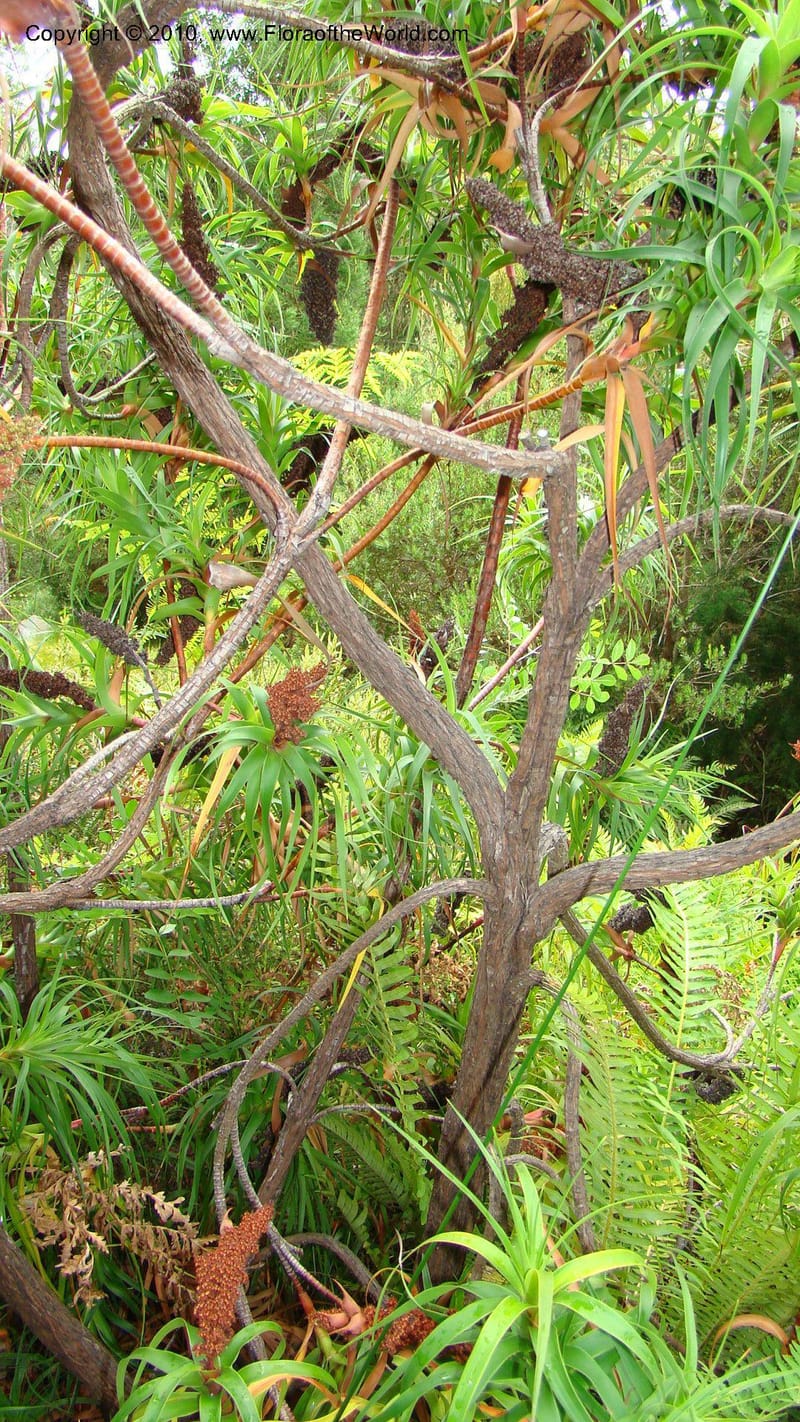 Richea dracophylla--Tasmania. Royal Tasmanian Botanical Garden. 26 Jan 2010. 045 (8).jpg