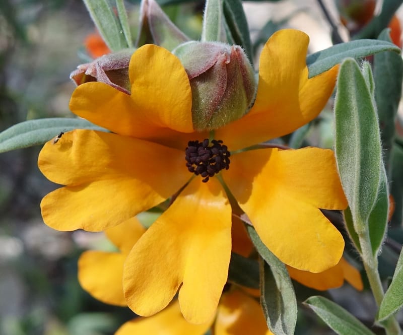 Hibbertia miniata, Davidson, C 13376--Australia. W.A. Flora Rd. 22 Oct 2016. DSC03739 (11).JPG