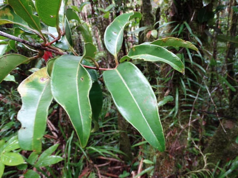 Syzygium, Plunkett, G 3181--Fiji. Waisali Rainf. Reserve. 4 Nov 2015. DSC08848 (27).JPG