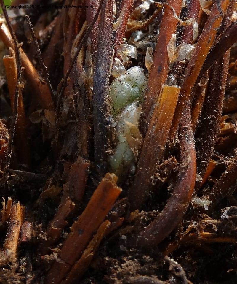 Woodsia scopulina, Davidson, C 12843--Idaho. Valley County. Sylvan Beach. 15 Jun 2015.  (48).JPG