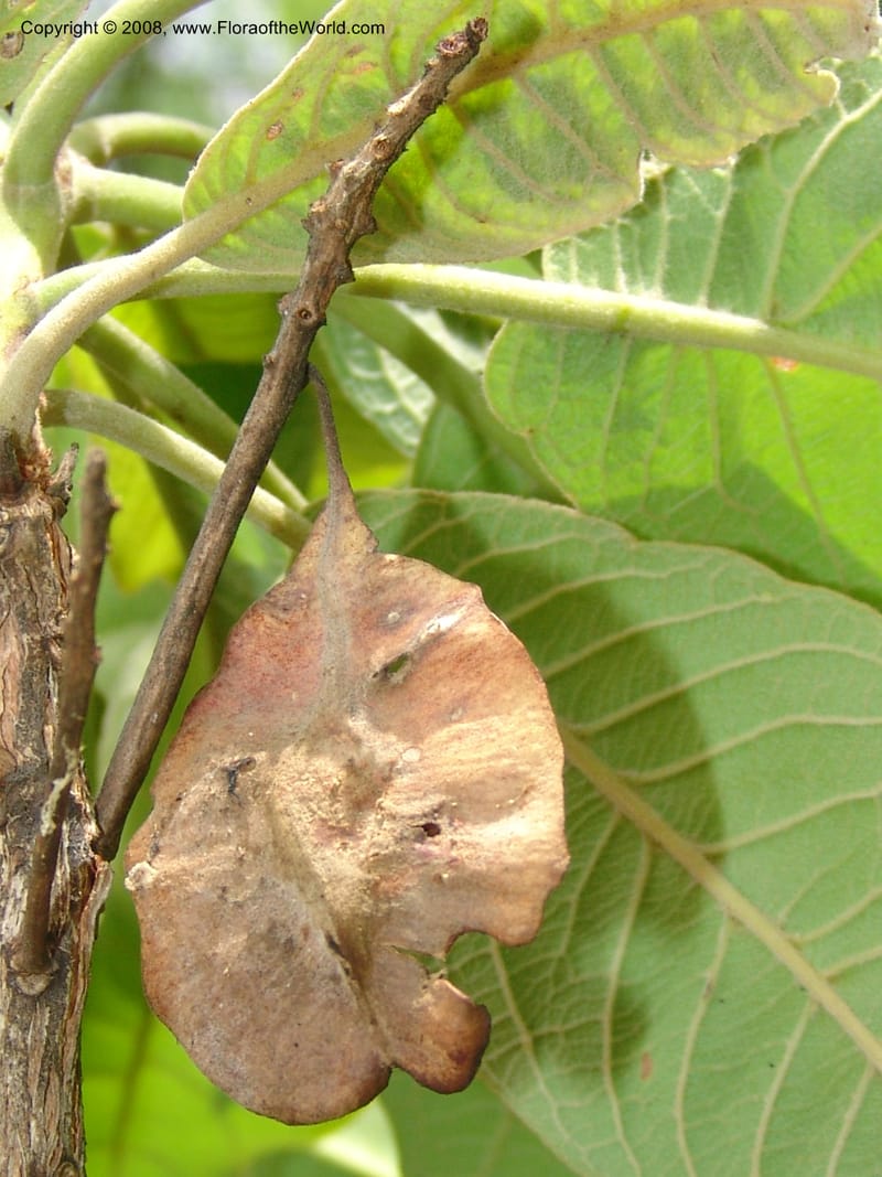 Terminalia, SBodine188--Tanz. Ulanga Dist. Miombo. Ca. 10 km N of Mahenge. 18 Feb 06. 247.jpg