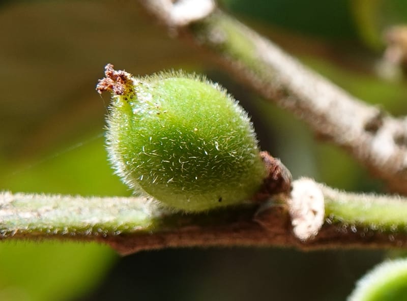 Aporosa dioica, D. Boufford 44137--China. Yunnan. Along G213. 4 May 2018. DSC02084 (42).JPG