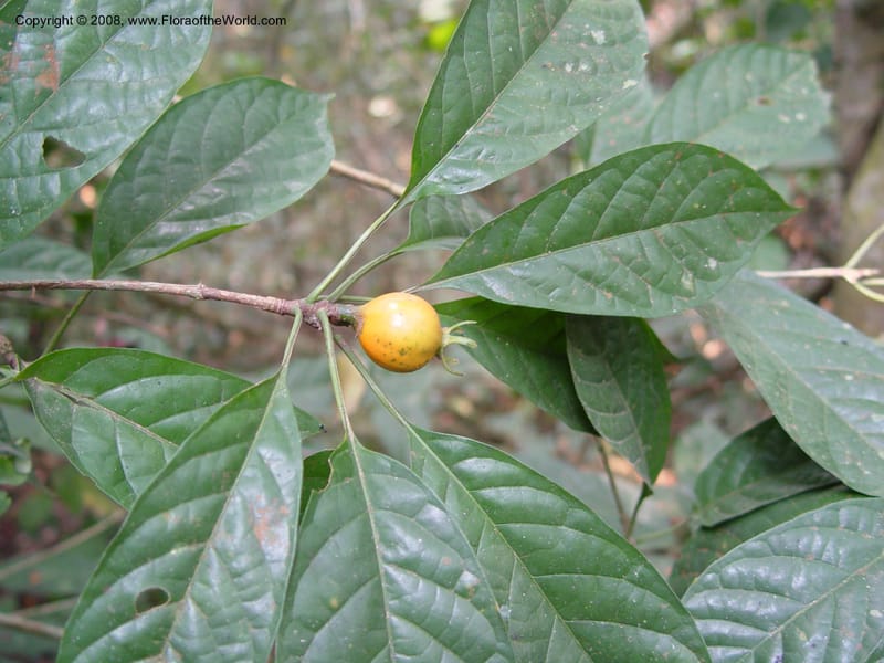 Eugenia dinklagea--Ghana. Aburi Botanic Garden. 11 Dec 03. 207.jpg