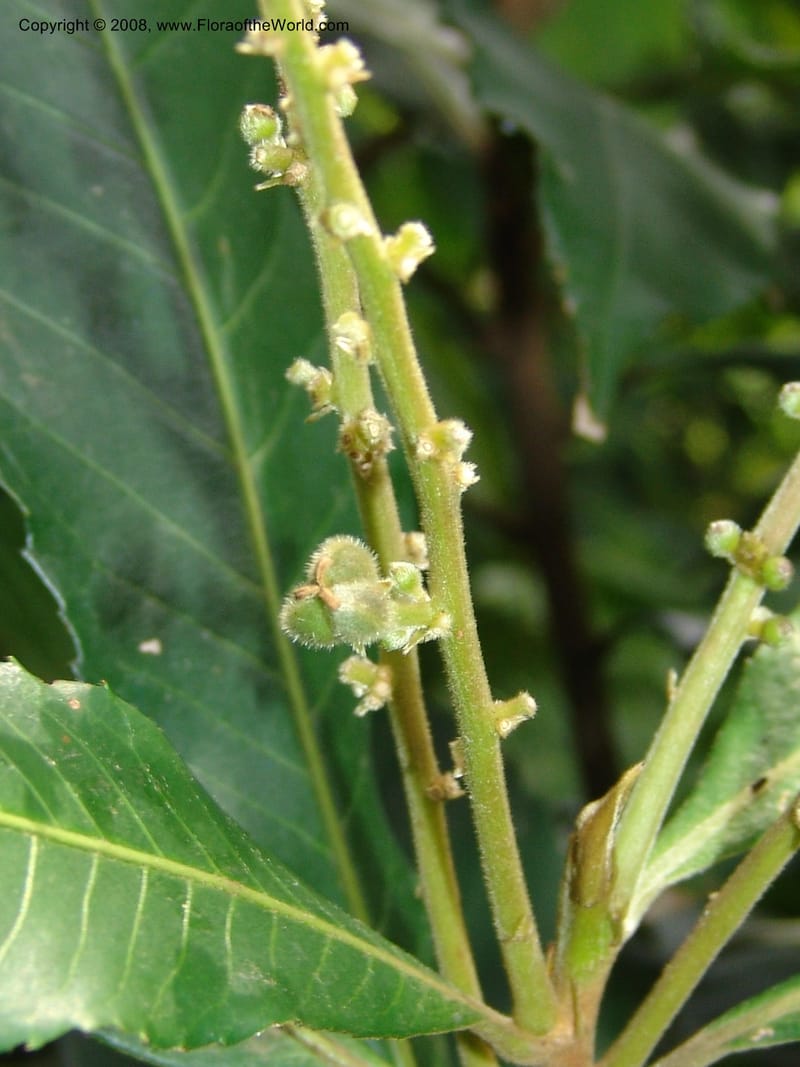 Argomuellera macrophylla--So. Africa. Lowveld Nat. Bot. Gard. 14 Mch 05. 410.jpg