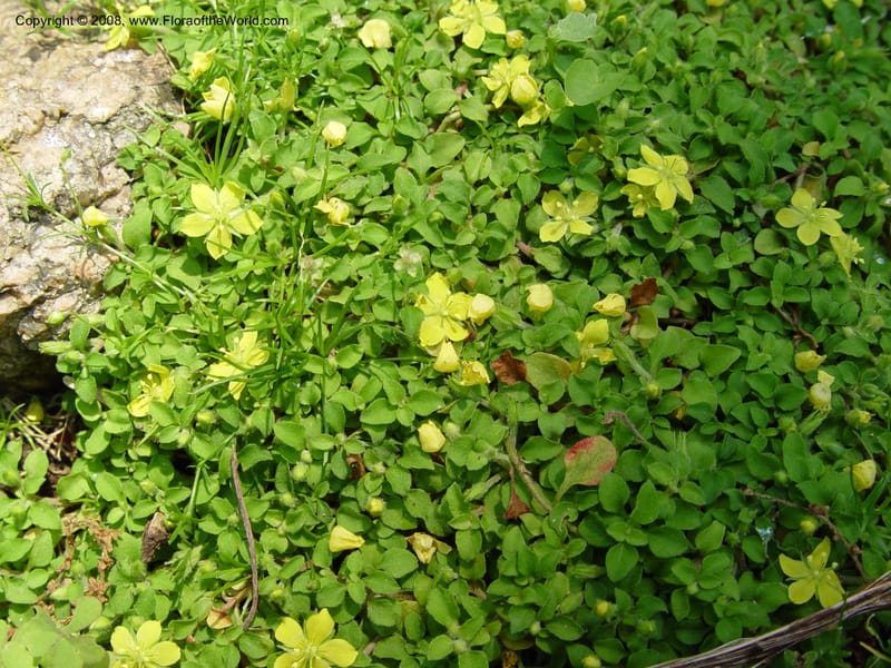 Lysimachia--CT. Branford. Dr. Nickou's private garden. 27 Jun 03 023.jpg
