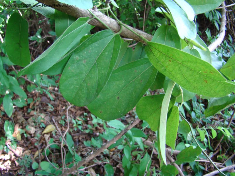 Aristolochia maxima, NMartinezM2422--MX. Chiapas. Jiquipilas. Cerro el Campanario. 14 Sep 08. 247.jpg