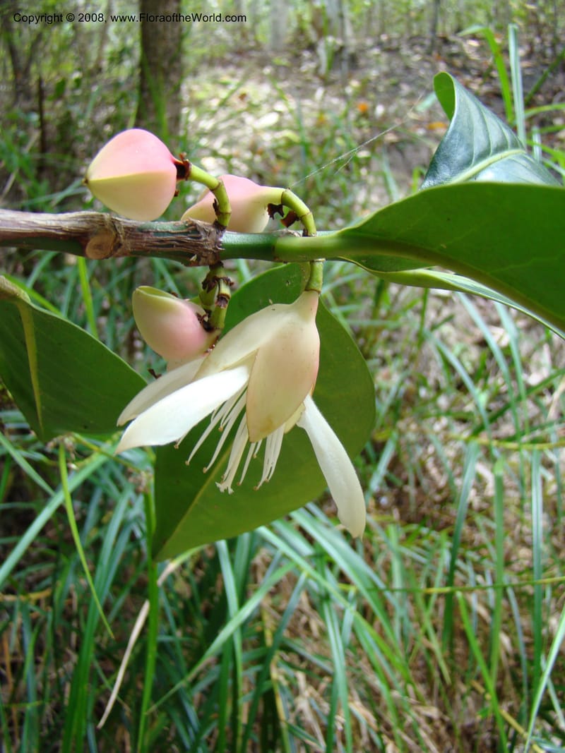 Crossostylis grandiflora, JMunzinger4754--New Caledonia. Les Trois Creeks. 13 Nov 07. 004.jpg
