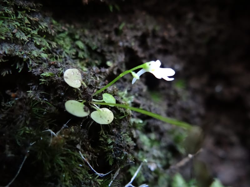 Utricularia, VC 5533--Thailand. Chiang Mai Prov. Doi Pha Hom Pok Nat. Park. 10 Nov 2012. DSC08349 (138).JPG