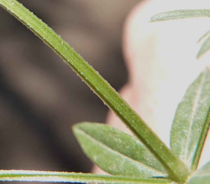 Galium asperrimum, C. Davidson 14086--ID. Valley Co. Lick Creek Rd. 4 Aug 2020. DSC06325 (28).JPG