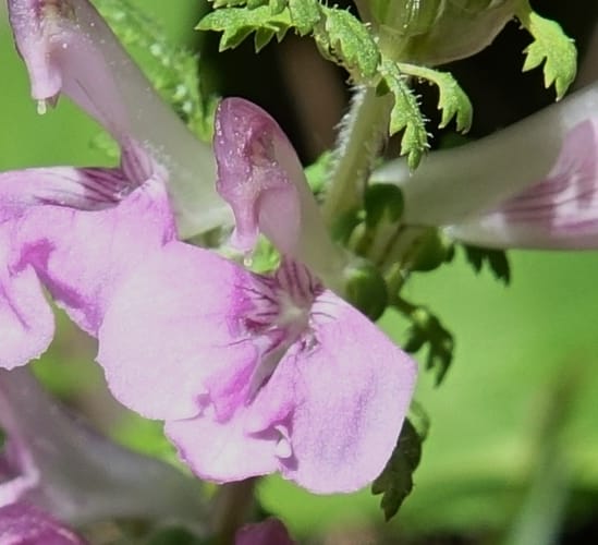 Pedicularis pseudomelampyriflora, C. Davidson 13757--China. Sichuan. Yibailingba-gou. 12 Aug 2017. DSC04660 (592).JPG