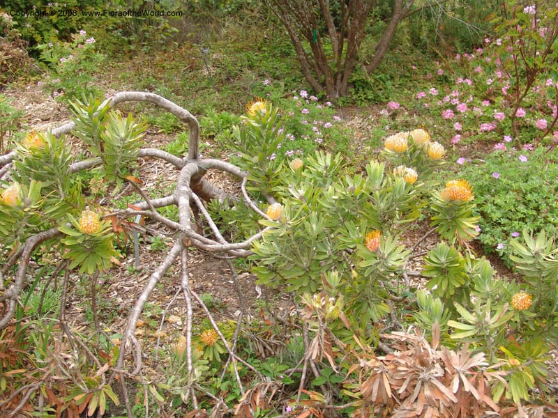 Leucospermum erubescens, 1993.0296--CA. San Francisco Arbor. 3 Jul 07. 168.jpg