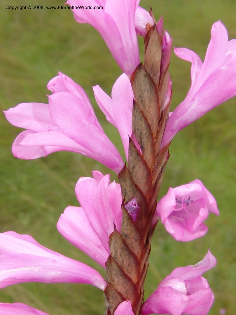 Watsonia densiflora--So.Africa. E. Cape. Umtamvuna Nat. Res. 11 Mch 05. 402.jpg