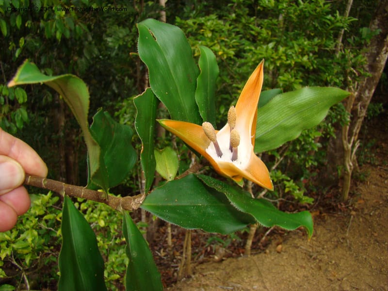 Freycinetia, Munzinger, J 4869--New Caledonia,  Dogny, 19 Nov 2007, 68 (2).jpg