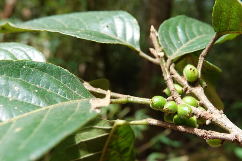 Aporosa dioica, D. Boufford 44137--China. Yunnan. Along G213. 4 May 2018. DSC02084 (35).JPG