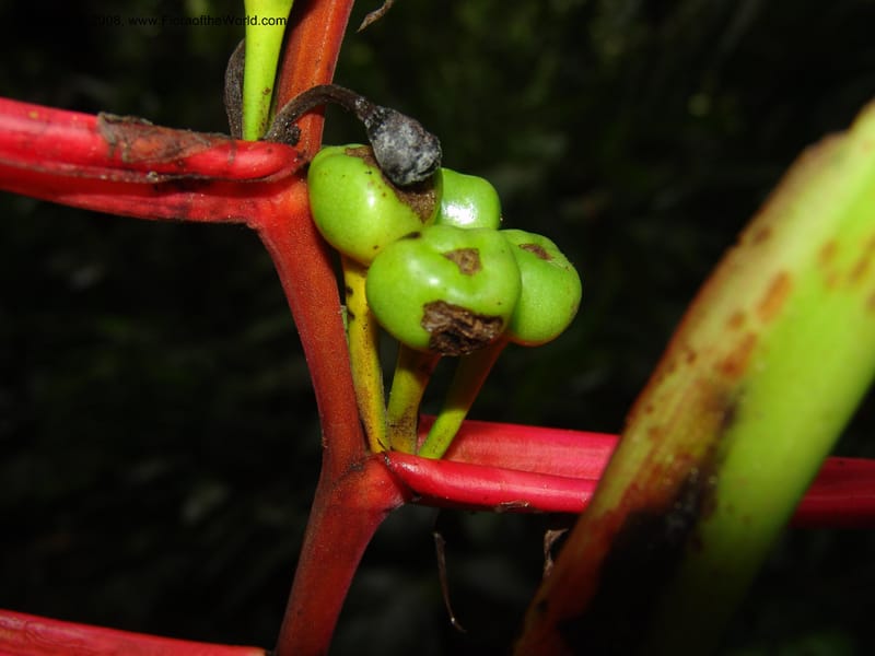 Heliconia aemygdiana v. transandina, Croat94411--Ecuador. Prov. Pichincha. Res. Guaycuyacu. 11 Feb 05.   162.jpg