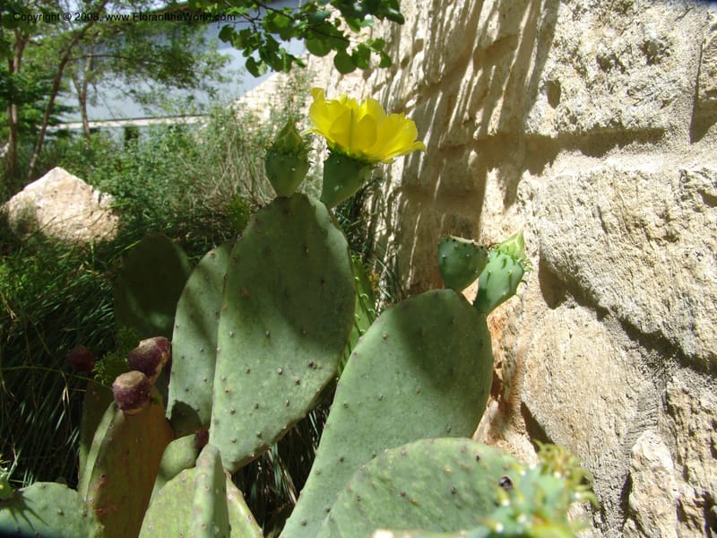Opuntia lindheimeri--TX. Johnson Wildflower Center. 13 Jun 04. 004.jpg