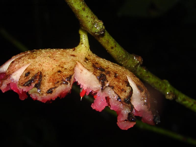 Siparuna subinodora, AAraujoM1193--Bolivia. Pq. Nac. Madidi. Rio Tuichi, Rudidi Cr. 28 Nov 04. 273.jpg