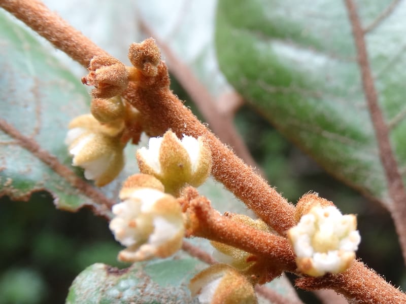 Storthocalyx sordidus, Callmander, M 1230--New Caledonia. Haute Robinson. 11 Nov. 2015. DSC00909 (94).JPG