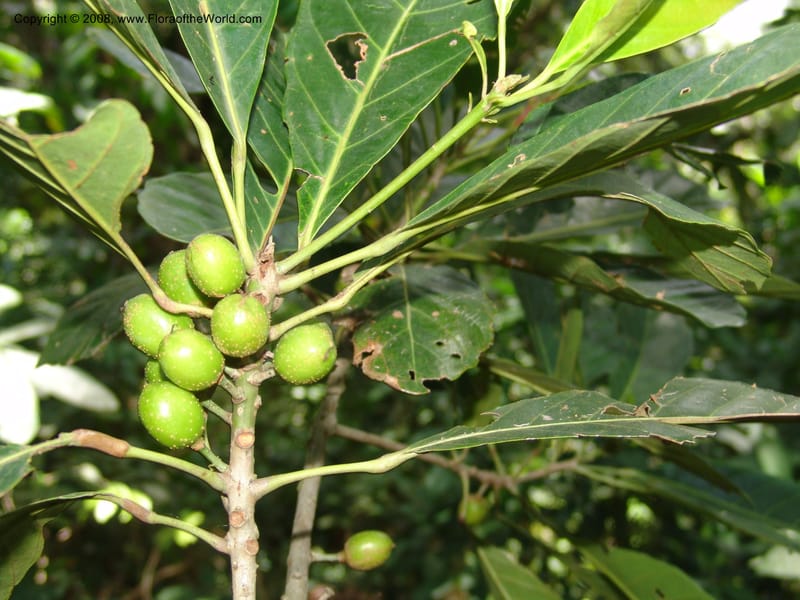 Uapaca, MLeal1140--Gabon. Prov. Ogooue-Iv. Res. Lope. Sommet Main. 19 Apr 06. 165.jpg