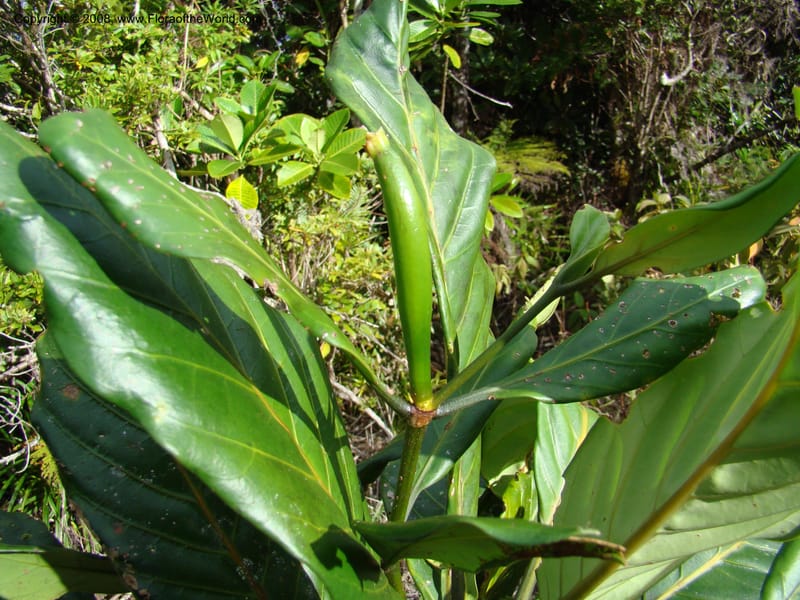 Atractocarpus, JMunzinger4743--New Caledonia. Mandjelia. 13 Nov 07. 192.jpg
