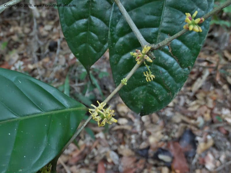 Chionanthus, Davidson, C 12886--Sabah. Sapa Paya For. Res. 23 Mar 2015. DSC00001 (99).JPG