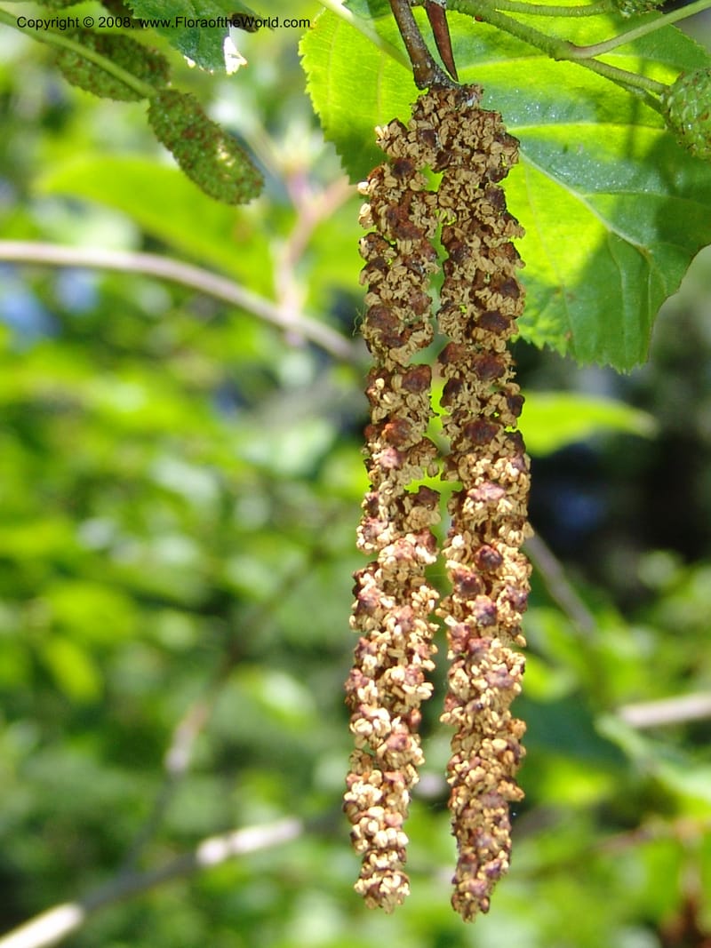 Alnus viridis ssp sinuata--ID. Valley Co. Sylvan Beach reservoir and trail. 24 Jul 05. 189.jpg