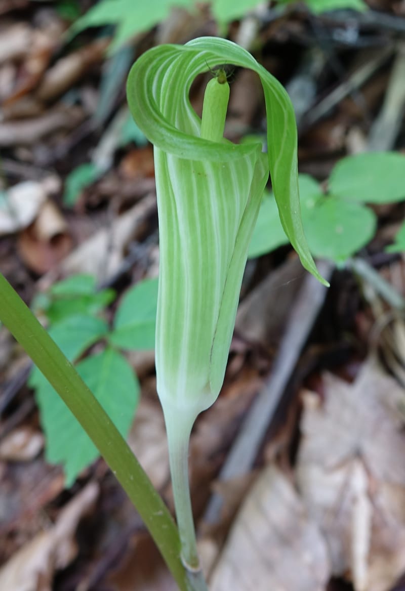 Arisaema amurense var. robustum--Japan. Niigata. Sasagamine. Yu Memidaira. Forest Therapy Trail. 28 May 2016. DSC04970 (13).JPG