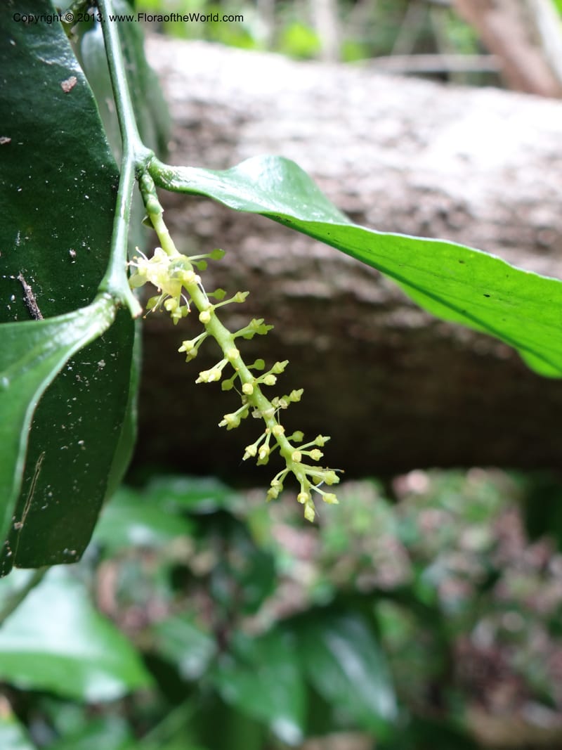 Urobotrya latisquama, VC 5585--Thailand. Prachuap Khiri Khan. Ma Rong Cave. 13 Nov 2012. (27).JPG