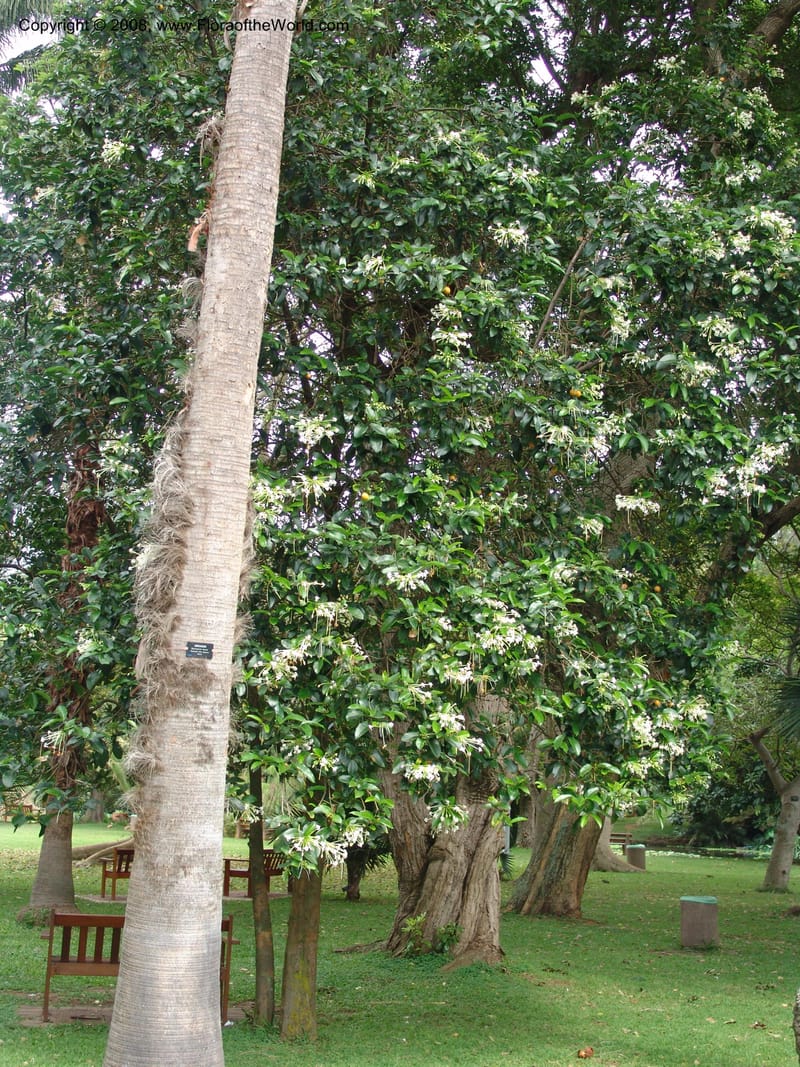 Posoqueria latifolia--So. Africa. Durban Bot. Garden. 14 Mch 05. 205.jpg