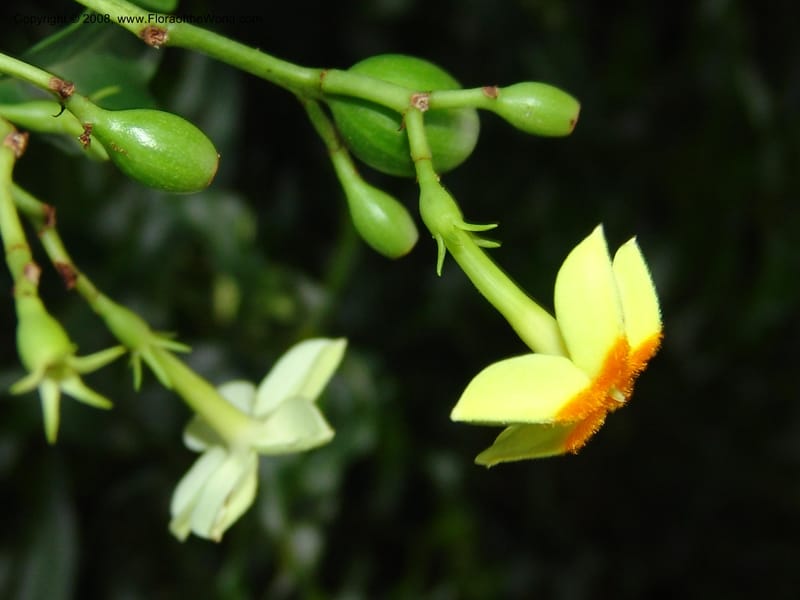 Mussaenda arcuata--So. Africa. Lowveld Nat. Bot. Gard. 14 Mch 05. 362.jpg