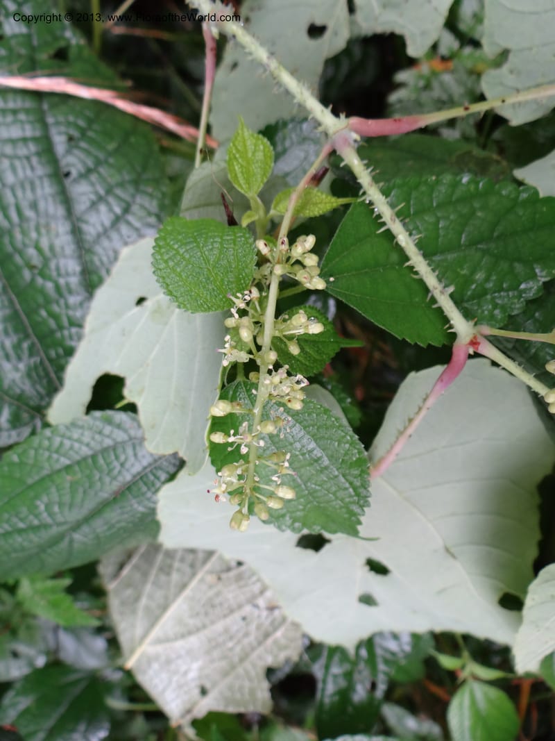 Vitis davidii, Davidson, C 12012--China. Anhui Prov. Huang Shan. 6 Jun 2012. DSC01928 (52).JPG