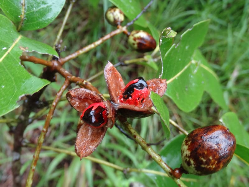 Lepidocupaniopsis concolor, Munzinger, J 7390--Fiji. Across the road from Waisali RF. 8 Nov 2015. DSC00330 (285).JPG