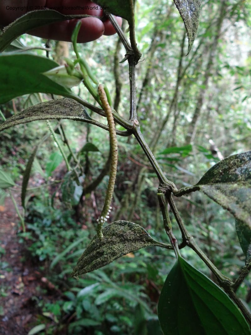 Piper, SAN.153204--Malaysia, Sabah. Mt. Kinabalu. 5 Apr 2012. DSC06767 (221).JPG