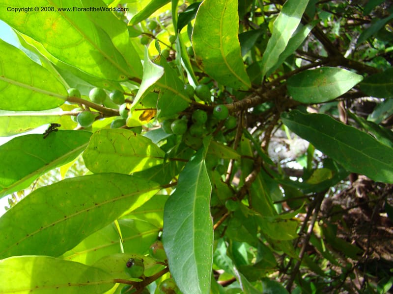 Ficus, JMunzinger4751--New Caledonia. Mandjelia. 13 Nov 07. 160.jpg