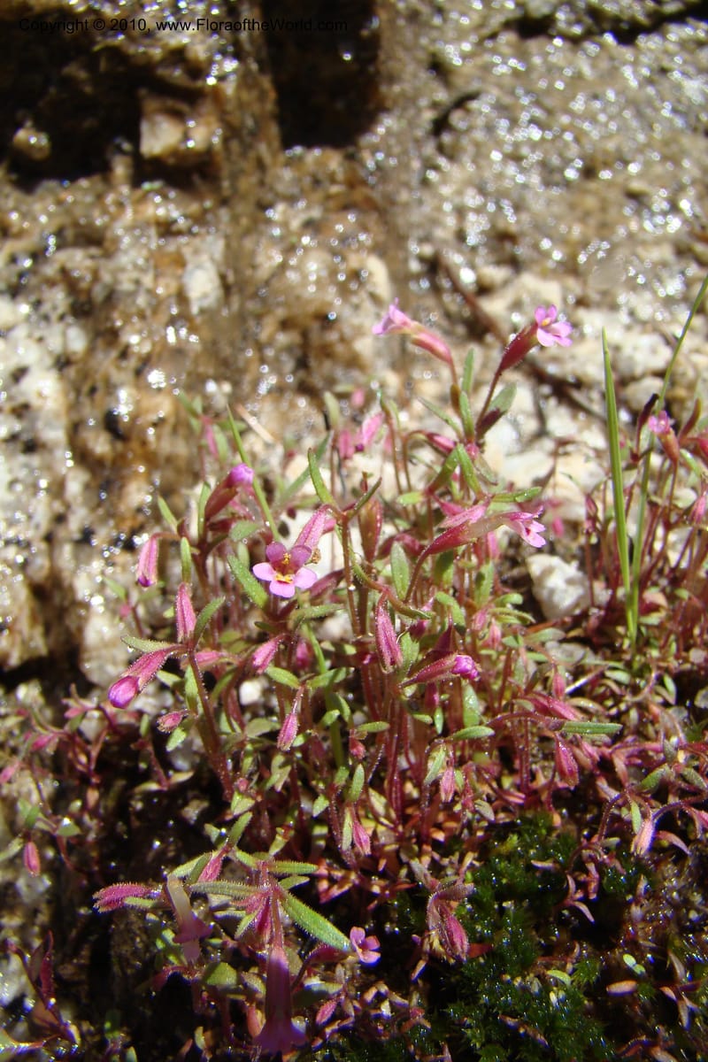 Mimulus breweri, C. Davidson 11466--ID. Valley Co. Warm Lake. 16 June 2009. 100.jpg