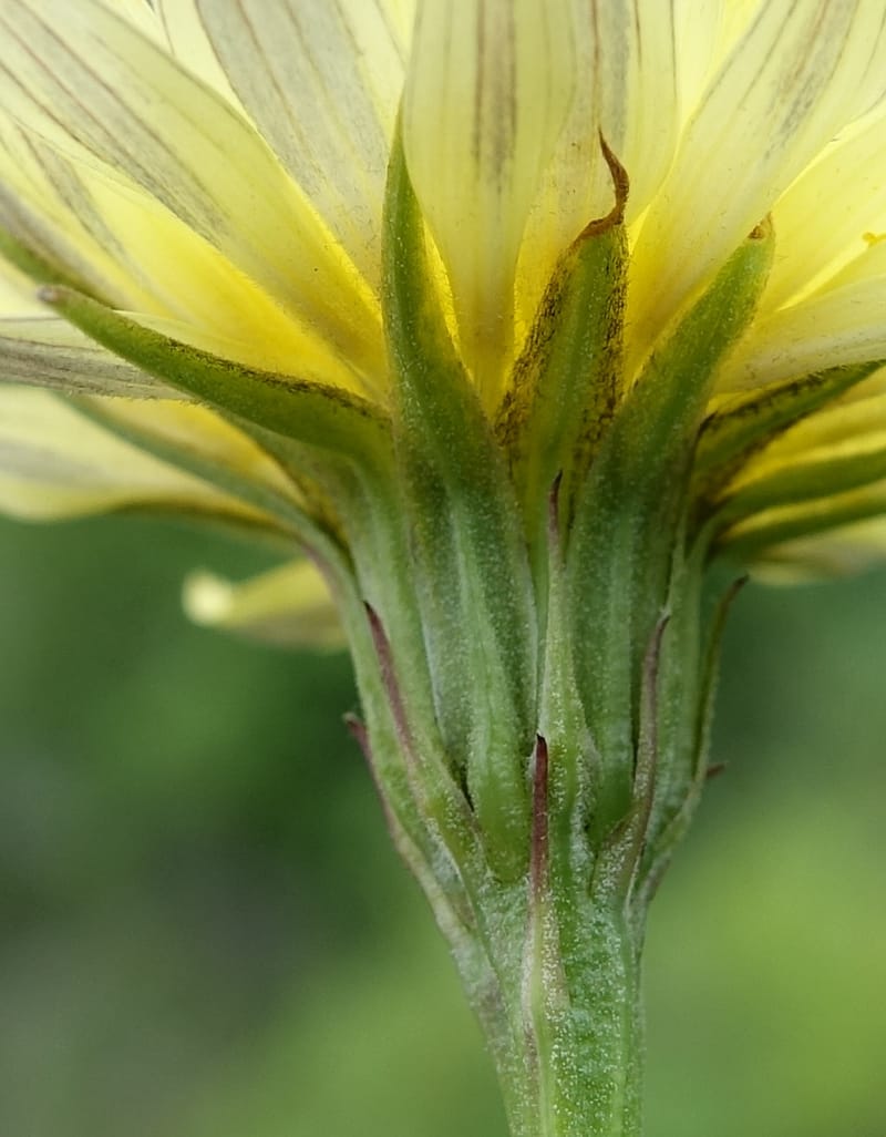 Microseris nutans, C. Davidson 13583--ID. Boise Co. Scott Mtn. L.O. Rd. 25 May 2017. DSC00708. JPG (236).JPG