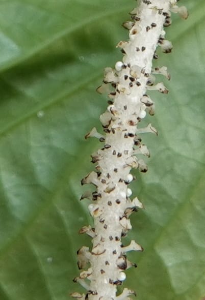 Piper bonii, D. Boufford 44107--China. Yunnan. Lao jun Shan. 30 Apr 2018. DSC00424 (371).JPG