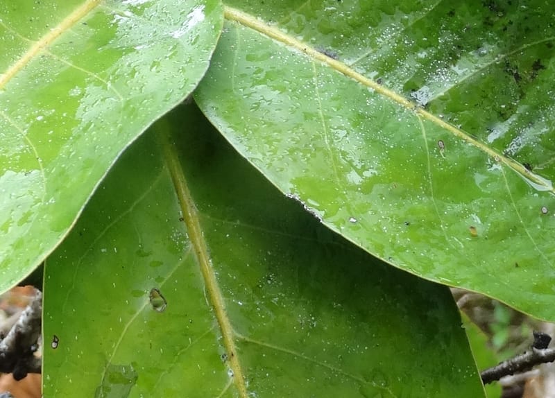 Diospyros, Plunkett, G. 3195--Fiji. Across the road from Waisali RF. 8 Nov 2015. DSC00330 (175).JPG