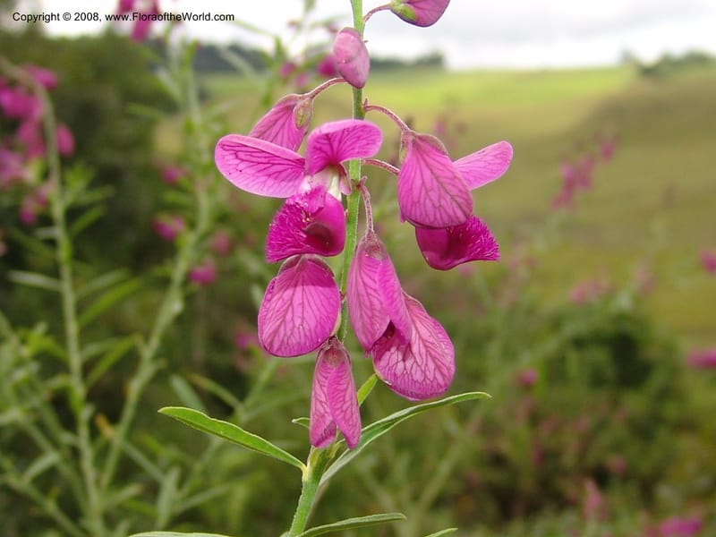 Polygala virgata--So.Africa. KZN. Midl. Meand. Granny Mouse. 13 Mch 05. 026.jpg