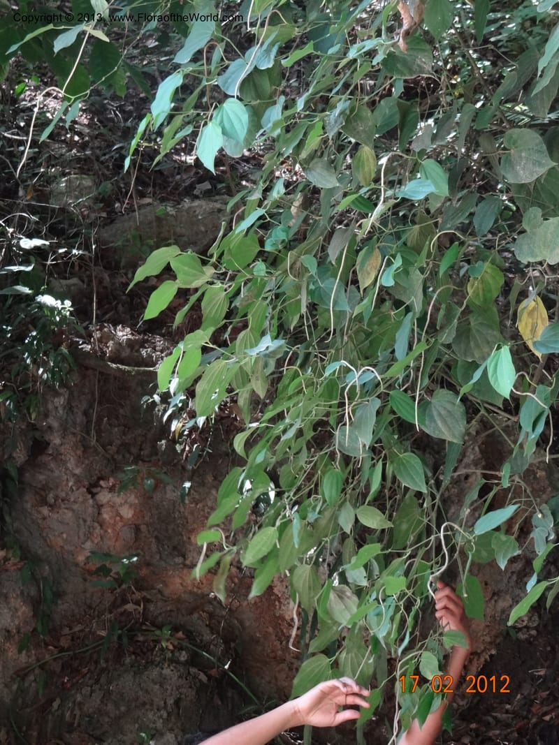Piper sp. unk., Martinez-Melendez, M 428--Mexico, Chiapas, Palenque-Ocosingo 17 Feb 2012  3275 (5).JPG