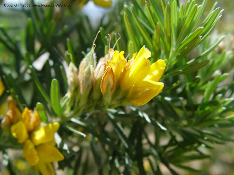 Genista linifolia, 2000.00026--Spain. Barcelona Botanic Garden. 19 Apr 04. 027.jpg