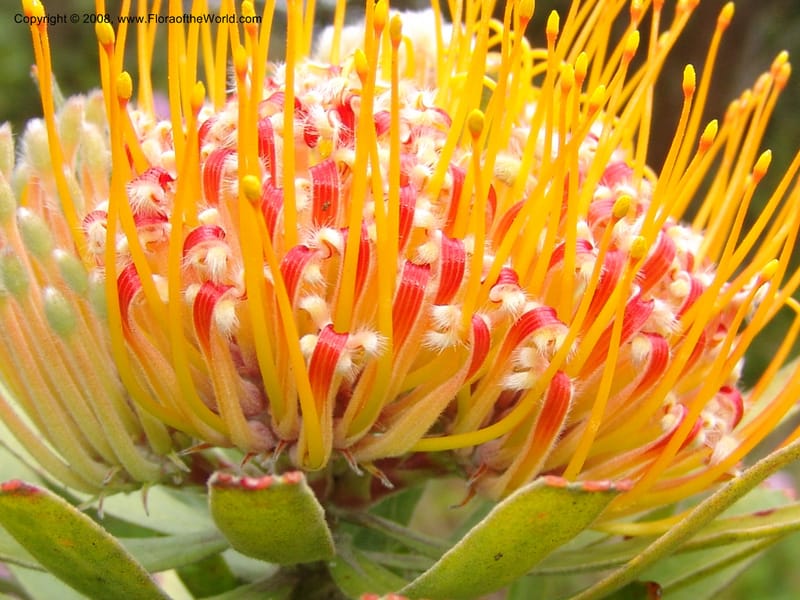 Leucospermum erubescens, 1993.0296--CA. San Francisco Arbor. 3 Jul 07. 172.jpg