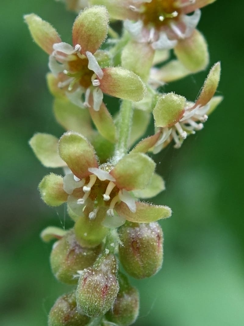 Ribes japonicum--Japan. Niigata. Sasagamine. Yu Memidaira. Forest Therapy Trail. 28 May 2016. DSC04970 (142).JPG